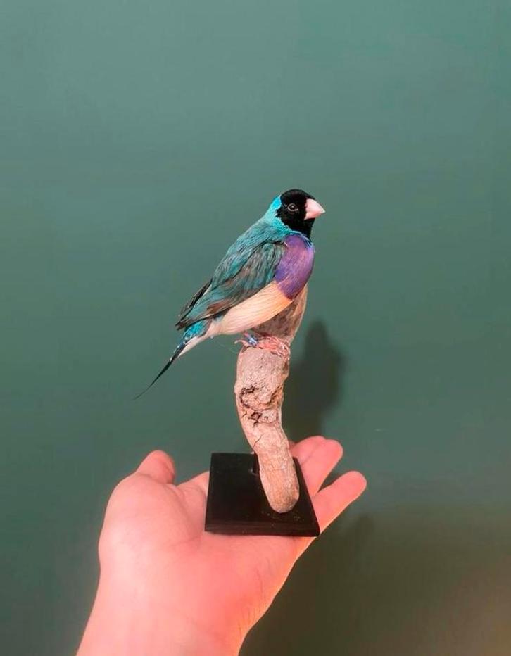 Gezocht: vogels voor taxidermie doeleinden, Dieren en Toebehoren, Vogels | Overige Vogels, Mannelijk