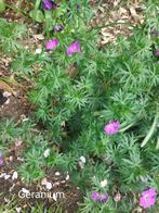 geranium(ooievaarsbek), Ophalen, Zomer, Vaste plant, Bodembedekkers