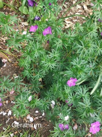 geranium(ooievaarsbek) beschikbaar voor biedingen
