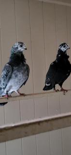 Figurita duiven schimmel bont, Dieren en Toebehoren, Meerdere dieren, Postduif