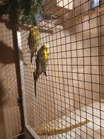 Te koop, Dieren en Toebehoren, Vogels | Overige Vogels, Meerdere dieren, Tropenvogel