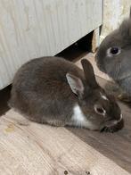 🐰 Jonge konijnen – 14 weken oud – tamme rammetjes, Dieren en Toebehoren, Konijnen, Mannelijk, Dwerg, 0 tot 2 jaar