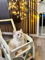 Ragdoll kitten (mannetje), Dieren en Toebehoren, Kater, Ontwormd, 0 tot 2 jaar