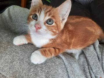 Speels lief rood katertje kitten boerderij  beschikbaar voor biedingen