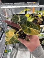 Alocasia Black Velvet Aurea Gold Variegata, Huis en Inrichting, Kamerplanten, Overige soorten, In pot, Minder dan 100 cm, Bloeiende kamerplant