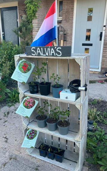 Salvia stekken te koop! ALLEEN NOG RODE! beschikbaar voor biedingen