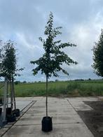 Witbloeiende sierkers / prunus yedoensis, Ophalen, Volle zon
