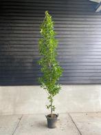 Amberboom | Liquidambar styraciflua 'Slender Silhouette', Tuin en Terras, Planten | Bomen, Overige soorten, Volle zon, Herfst