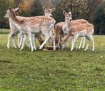 Damherten te koop, Dieren en Toebehoren, Maart, Meerdere dieren
