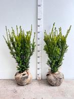 Taxus baccata hilli, Tuin en Terras, Ophalen, Taxus, Minder dan 100 cm