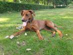 rhodesian ridgeback teef bijna 4 jaar, Overige rassen, Teef, Rabiës (hondsdolheid), Eén hond
