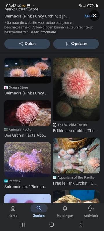 Pink funky zee-egel  beschikbaar voor biedingen