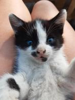 Lieve kittens, Dieren en Toebehoren, Katten en Kittens | Overige Katten, Meerdere dieren, Kortharig, 0 tot 2 jaar