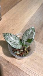 Hoya wilbur graves 4, Ophalen of Verzenden, Halfschaduw, Minder dan 100 cm