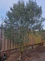 Olijfboom, ca. 3 meter -volwassen- Zelf uitgraven!, Tuin en Terras, Planten | Bomen, Ophalen, Volle zon, Olijfboom, 250 tot 400 cm
