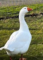 Gans aangeboden man, Dieren en Toebehoren, Pluimvee, Mannelijk, Gans of Zwaan