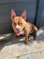 Egt ras pocket bully 7 maanden oud met stamboom, Dieren en Toebehoren, Honden | Bulldogs, Pinschers en Molossers, Rabiës (hondsdolheid)