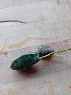 Hoya Imbricata. Geworteld met nieuwe groei., Huis en Inrichting, Kamerplanten, Ophalen of Verzenden, Overige soorten, Minder dan 100 cm