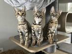 2 aanhankelijke Savannah F6 SBT kittens mogen verhuizen, Dieren en Toebehoren, Meerdere dieren, Gechipt, 0 tot 2 jaar