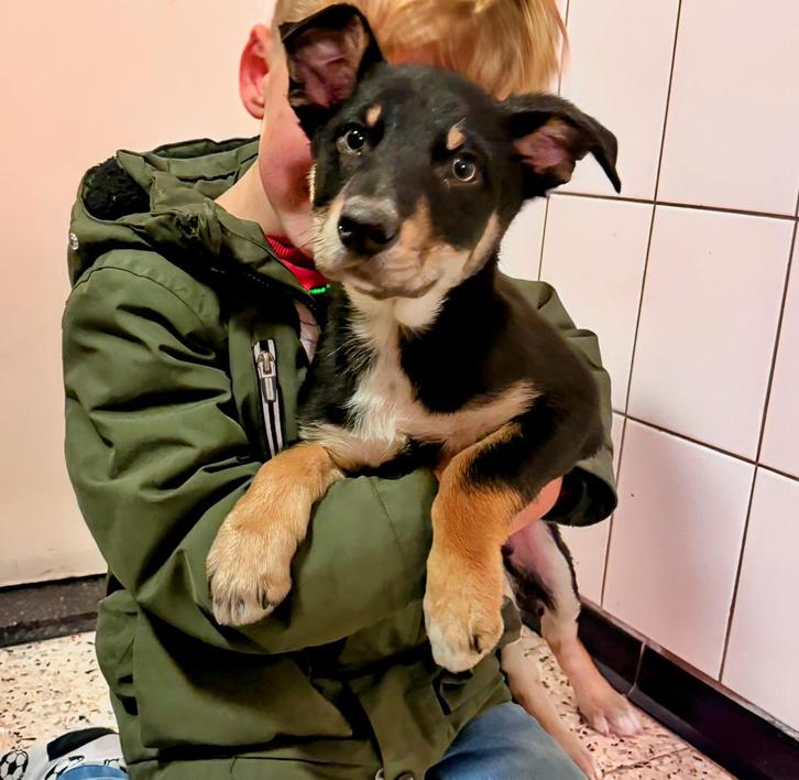 kelpie / border collie pup, Dieren en Toebehoren, Honden | Herdershonden en Veedrijvers, Meerdere dieren, Overige rassen, Particulier
