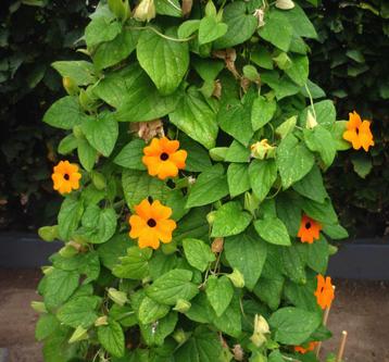 GRATIS - Suzanne met de mooie ogen = Thunbergia alata beschikbaar voor biedingen