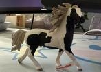Schleich exclusief paard, Ophalen of Verzenden, Zo goed als nieuw