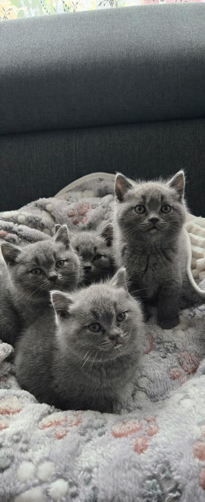 Britse Korthaar Kittens, Dieren en Toebehoren, Katten en Kittens | Raskatten | Korthaar, Geslacht onbekend, 0 tot 2 jaar, Met stamboom