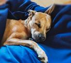 Locatie gezocht voor hondenopvang, Ophalen of Verzenden, Nieuw