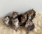 Britse korthaar kruising, Dieren en Toebehoren, Katten en Kittens | Overige Katten, Geslacht onbekend, Kortharig, 0 tot 2 jaar