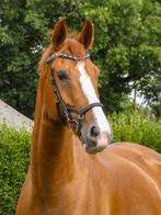 Lieve, betrouwbare 10 jarige ruin te koop, 175 cm of meer, Z, Gechipt, Ruin