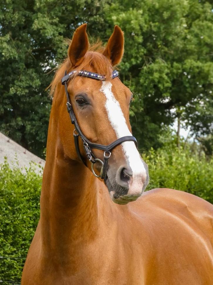 Lieve, betrouwbare 10 jarige ruin te koop, Dieren en Toebehoren, Paarden, Ruin, Z, 175 cm of meer, 7 tot 10 jaar, Dressuurpaard