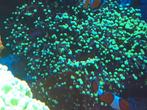 Euphyllia frogspawn koraal, Overige typen