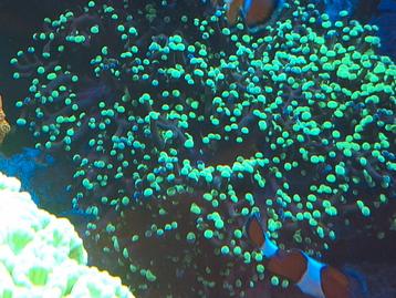 Euphyllia frogspawn koraal beschikbaar voor biedingen