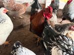 Wyandotte kriel kippen te koop, Dieren en Toebehoren, Pluimvee, Meerdere dieren, Kip