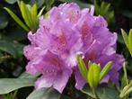 Rhododendrons, Ophalen, Rhododendron, Struik, Minder dan 100 cm