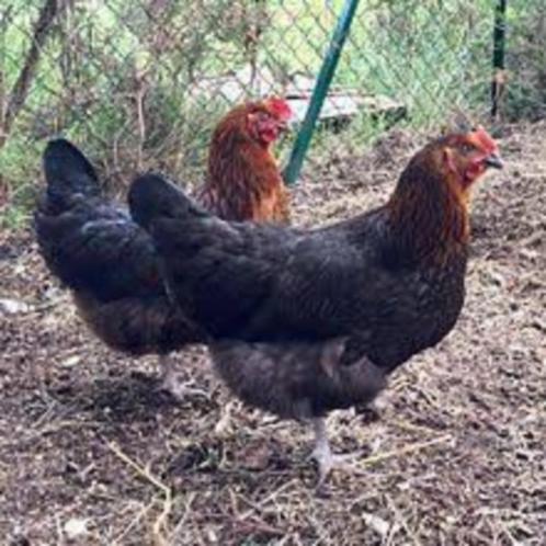 Zwarte Barnevelder kippen., Dieren en Toebehoren, Pluimvee, Kip, Vrouwelijk