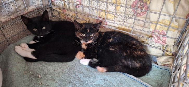 Project kittens, Dieren en Toebehoren, Katten en Kittens | Overige Katten, Kortharig, Meerdere dieren, 0 tot 2 jaar