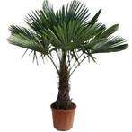 Winterharde palmboom - Trachycarpus fortunei - 150-170 cm, Tuin en Terras, Planten | Bomen, In pot, Halfschaduw, Lente, Ophalen of Verzenden