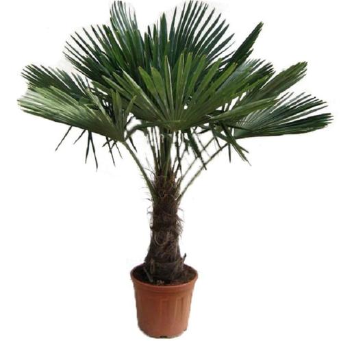 Winterharde palmboom - Trachycarpus fortunei - 150-170 cm, Tuin en Terras, Planten | Bomen, Palmboom, 100 tot 250 cm, Halfschaduw