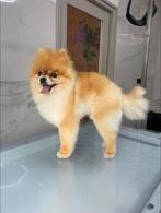 Dwergkees, Dieren en Toebehoren, Honden | Poolhonden, Keeshonden en Oertypen, Keeshond, Reu, Parvo, Eén hond