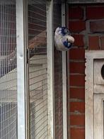 Pennantrosella, Mannelijk, Parkiet, Geringd