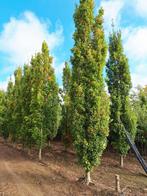 Quercus palustris 'Green Pillar' 🌳, Ophalen, Halfschaduw, Overige soorten