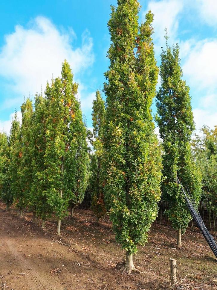 Quercus palustris 'Green Pillar' 🌳, Tuin en Terras, Planten | Bomen, Overige soorten, Halfschaduw, Ophalen