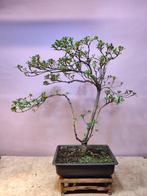 ？Mooie Bonsai Boom, In pot, Halfschaduw, Lente, Minder dan 100 cm