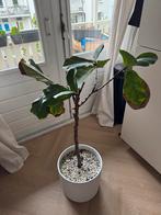 Fiscus lyrata 30 cm pot 120 cm hoog, Ophalen, Overige soorten