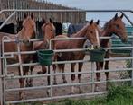 Mooie KWPN paarden, Merrie, Minder dan 160 cm, 0 tot 2 jaar