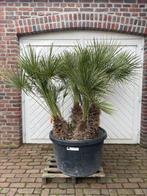 KORTING OP ENKELE WINTERHARDE CHAMAEROPS HUMILIS PALMBOMEN, In pot, Halfschaduw, Zomer, Ophalen of Verzenden