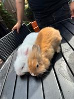 2 lieve Leeuwenkop konijntjes! 🐰💗, Vrouwelijk, Dwerg, 0 tot 2 jaar