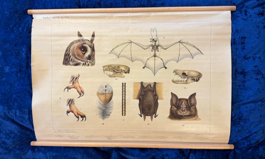 Oude schoolplaat “bij de ruïne “ van uil & vleermuis, Antiek en Kunst, Ophalen, Natuur en Biologie