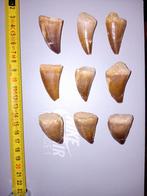 Mosasaurus tanden, Ophalen of Verzenden